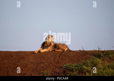 Männliche Löwe Panthera leo friedlich lag in der frühen Morgendämmerung Sonnenlicht auf einem Damm in Südafrika Stockfoto