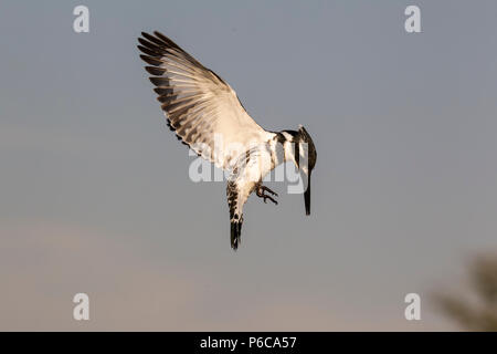 Pied Kingfisher Ceryle rudis schwebenden Flug über eine Lagune in Zimanga Private Game Reserve in KwaZulu Natal, Südafrika. Stockfoto