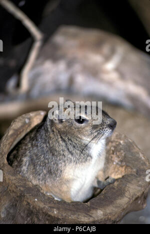 Nicht 1110267 ROCK CAVIA Kerodon rupestris Brasilien, Südamerika Stockfoto