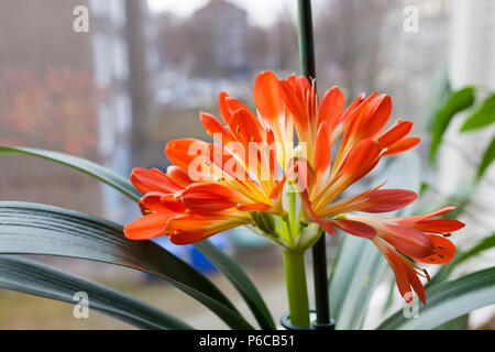 Clivia miniata Blume blühen Stockfoto