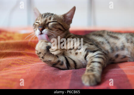 Bengal Katze selbst waschen Stockfoto