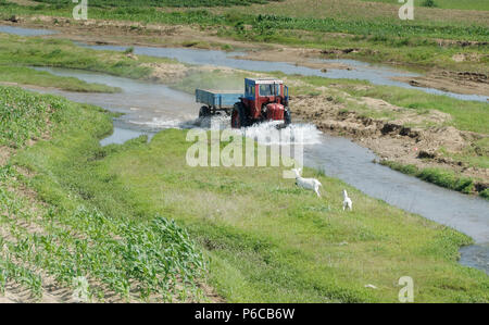 Red Tractor Ziehen einer Last und die Schaffung eines Splash in einem bewässerungskanal durch Reisfelder in Nordkorea Stockfoto