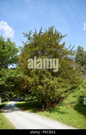 Große Eibe taxus whipplei in der Lake District, Cumbria England Großbritannien Stockfoto