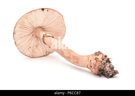 Amanita rubescens Pilze isoliert auf weißem Stockfoto