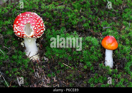 Detail der wachsende rote Fliegenpilz - Amanita muscaria Stockfoto