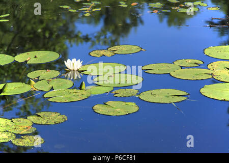 Weiße Lilien im blauen Wasser des Teiches. Stockfoto