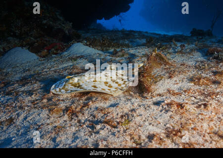 Reef Szene, Gelb stringray Stockfoto