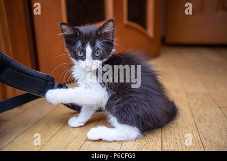 Fröhlich lächelnd schwarze und weiße Katze Stockfoto