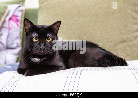 Die schwarze Katze liegt auf einem weißen Kissen Stockfoto