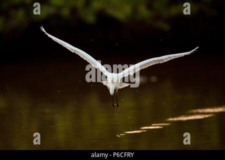 Großreiher, Ardea alba, fliegen über einen Teich im Sarigua Nationalpark, Azuero Halbinsel, Herrera Provinz, Republik Panama, Mittelamerika. Stockfoto