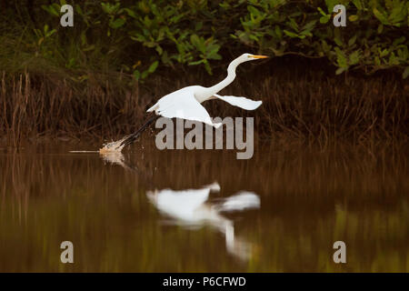 Großreiher, Ardea alba, fliegen über einen Teich im Sarigua Nationalpark, Azuero Halbinsel, Herrera Provinz, Republik Panama, Mittelamerika. Stockfoto