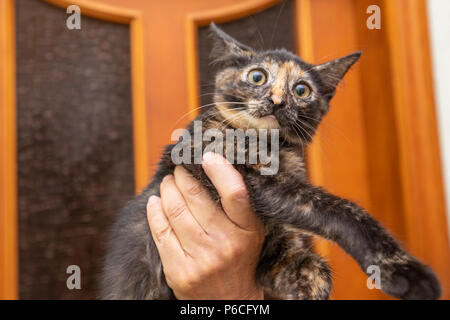 Dreifarbige Katze im Zimmer lächelnd Stockfoto