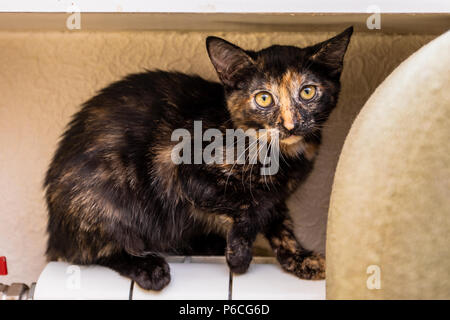 Dreifarbige Katze im Zimmer lächelnd Stockfoto