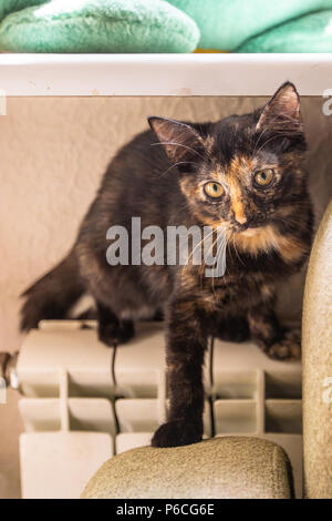 Dreifarbige Katze im Zimmer lächelnd Stockfoto