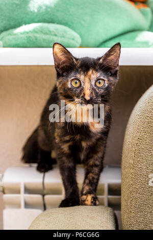 Dreifarbige Katze im Zimmer lächelnd Stockfoto