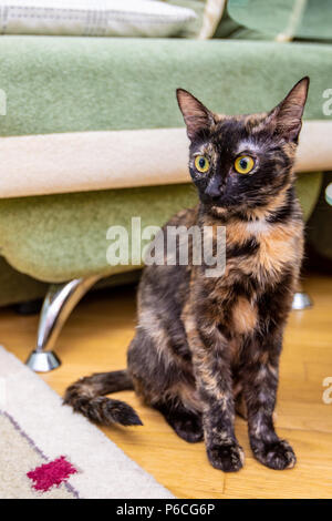 Dreifarbige Katze im Zimmer lächelnd Stockfoto