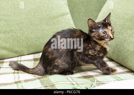 Dreifarbige Katze im Zimmer lächelnd Stockfoto