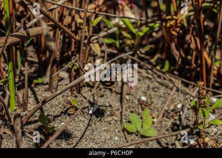 Weibchen von Latrodectus mactans, südlichen schwarzen Witwe auf den natürlichen Lebensraum in Montenegro Stockfoto