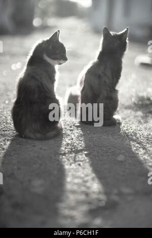 Zwei Katzen sitzen im Innenhof ausruhen am Ende des Tages und genießen den Sonnenuntergang Strahlen der Sonne Stockfoto