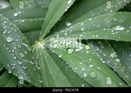 Regen fällt auf die grünen Blätter Stockfoto