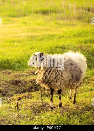 Ein Schaf steht auf einer Leine auf dem grünen Rasen Stockfoto