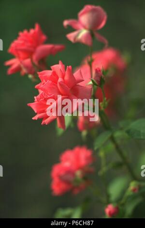 Rosa Rose Bush im Garten wachsen Stockfoto