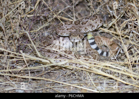 Ein jugendlicher Western diamondback Rattlesnake in eine defensive Position. Stockfoto