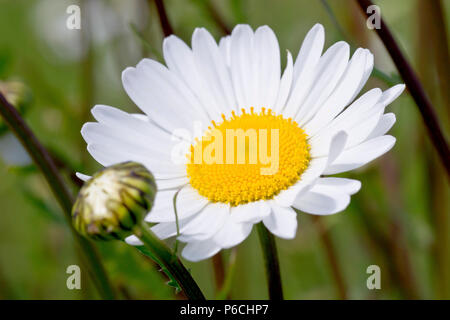 Oxeye Daisy (Leucanthemum vulgare oder chrysanthemum leucanthemum), auch als Hund Daisy oder Marguerite bekannt, die sich aus einer einzigen Blume Leiter mit der Knospe schließen. Stockfoto