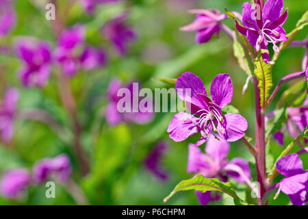 Rosebay Willowherb (Chamerion, Chamaenerion oder epilobium angustifolium), Nahaufnahme einer einzelnen Blume auf dem Blütenstachel. Stockfoto