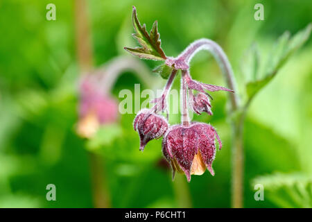 Wasser Avens (geum Rivale), manchmal auch als "Billy's Taste, bis in der Nähe von einer einzigen Blume mit der Knospe. Stockfoto