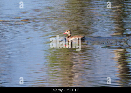 Eine schwarze-bellied Pfeifen Ente im südlichen Arizona, USA. Stockfoto