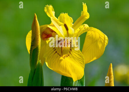 Gelbe Schwertlilie (Iris pseudacorus), auch als gelbe Flagge bekannt, der eine einzelne Blume mit Knospen zu schließen. Stockfoto