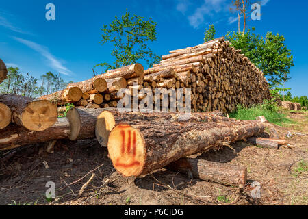 Im Wald von Bäumen nach einem Sturm gespeichert Stockfoto