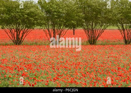 Felder der roten Mais klatschmohn Wildblumen blühen an Wildseed Farm in Texas Hill Country, Frühling, Fredericksburg, Texas, USA. Stockfoto