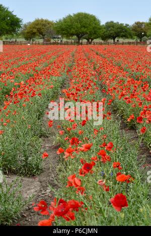 Felder der roten Mais klatschmohn Wildblumen blühen an Wildseed Farm in Texas Hill Country, Frühling, Fredericksburg, Texas, USA. Stockfoto