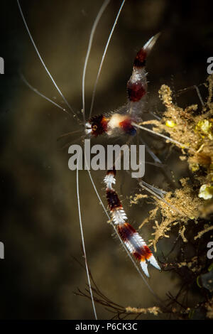 Gebänderte coral Garnelen oder Shrimps barberpole: (Stenopus hispidus) auf der Riesenmuschel Tauchplatz, Puerto Galera Stockfoto