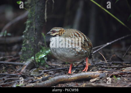 Rufous-throated Rebhuhn (Arborophila rufogularis) in Da Lat, Vietnam Stockfoto