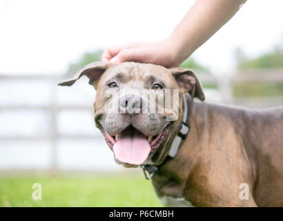 Eine Person petting ein glückliches Grube Stier Terrier Mischling Hund Stockfoto