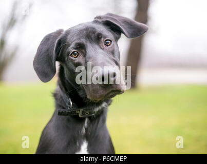 Eine schwarze Dogge/Labrador Retriever Mischling Welpe Hören mit einem Kopf neigen Stockfoto