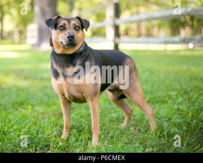 Ein Black and tan Shepherd/Jagdhund Mischling Hund stehen im Freien Stockfoto