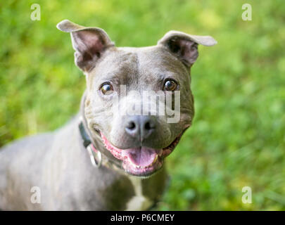 Ein niedliches Staffordshire Bull Terrier Mischling Hund mit einem glücklichen Ausdruck Stockfoto