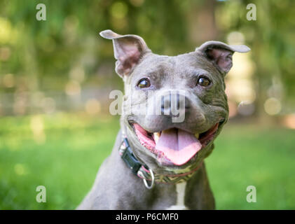 Ein niedliches Staffordshire Bull Terrier Mischling Hund mit einem glücklichen Ausdruck Stockfoto