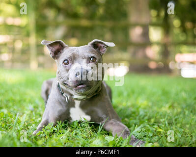 Ein niedliches Staffordshire Bull Terrier Mischling Hund Entspannt im Gras Stockfoto