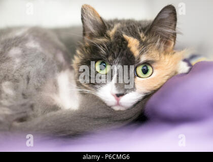 Ein Verdünnen Calico Cat eingerollt auf einer Decke Stockfoto