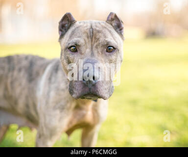 Eine brindle Presa Canario Mischling Hund mit kupierten Ohren Stockfoto