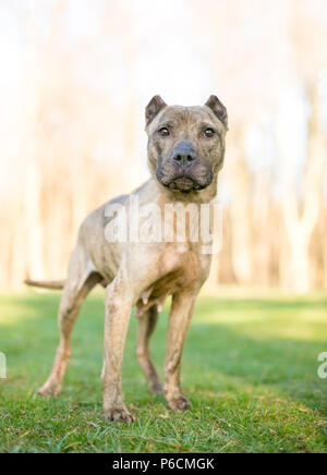 Eine brindle Presa Canario Mischling Hund mit kupierten Ohren Stockfoto