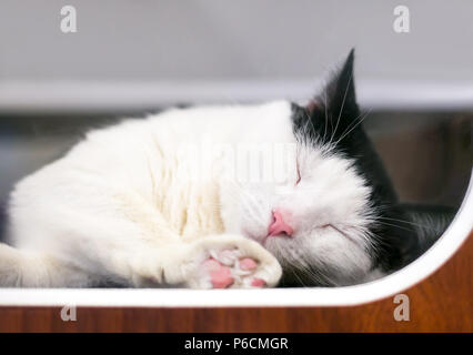 Eine schwarz-weiße Katze schlafen in einem Tierheim mit der einen Pfote gegen das Fenster seines Käfigs gedrückt Stockfoto