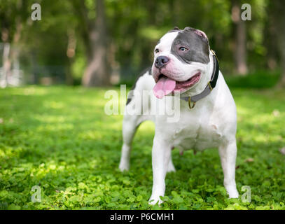 Eine graue und weiße Grube Stier Typ Mischling Hund, dessen Ohren haben fast vollständig abgeschnitten worden Stockfoto