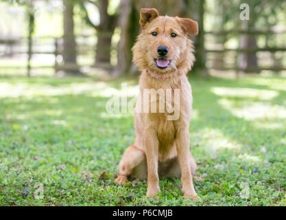 Einen schäbigen braun Terrier Mischling Hund sitzen im Freien Stockfoto