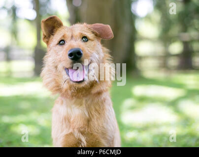 Einen schäbigen braun Terrier Mischling Hund mit einem glücklichen Ausdruck Stockfoto